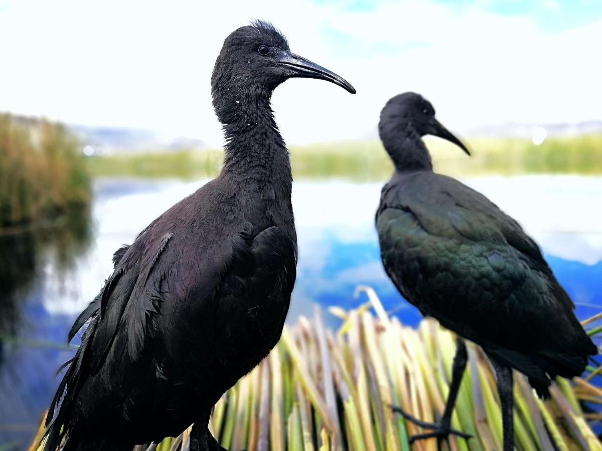 Ecoturismo, Los Uros Puno Buitenkant foto