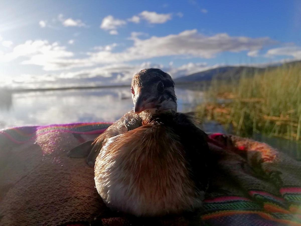 Ecoturismo, Los Uros Puno Buitenkant foto